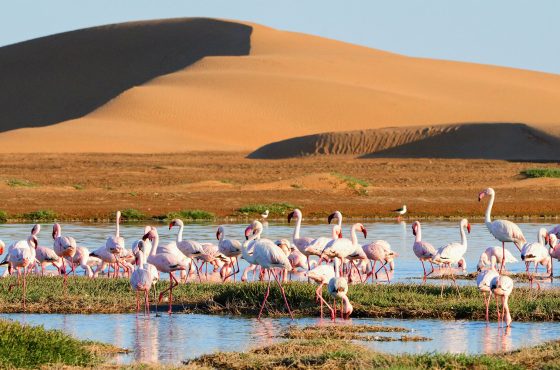 Sossusvlei & Beyond | Namibian Escape