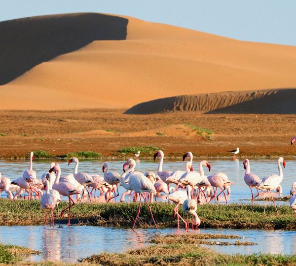 Sossusvlei & Beyond | Namibian Escape
